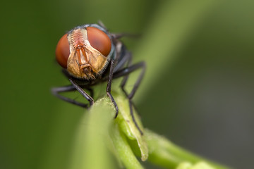 Fly ,Insect,on the green grass,Macro photo of fly on green leaf Focus on the eyes