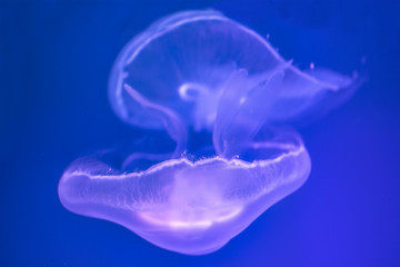 Jellyfish under water illuminated with pink light