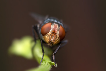 Fly ,Insect,on the green grass,Macro photo of fly on green leaf Focus on the eyes