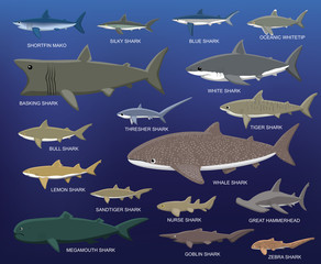 Fototapeta premium Porównanie wielkości dużych rekinów ilustracja kreskówka wektor