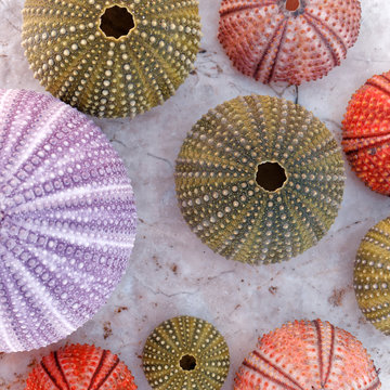 collection of colorful sea urchins on white marble