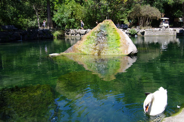 Naklejka premium ALUPKA, CRIMEA-June, 2018: Swan in the garden of Vorontsov Palace