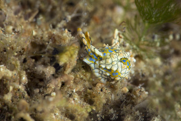 Sea slug Oxynoe sp. 1, NSSI. Picture was taken in Anilao, Philippines