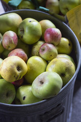 Apples in the metal bucket - cider production factory 