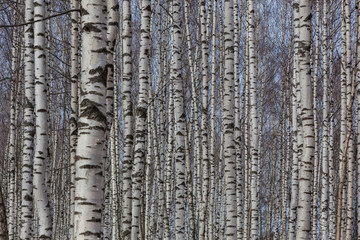Birch Grove in the early spring