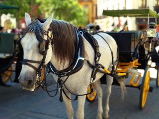 Beautiful white horse pulling a Sevillian carriage.