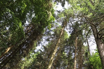 Fototapeta premium Upward view of trees