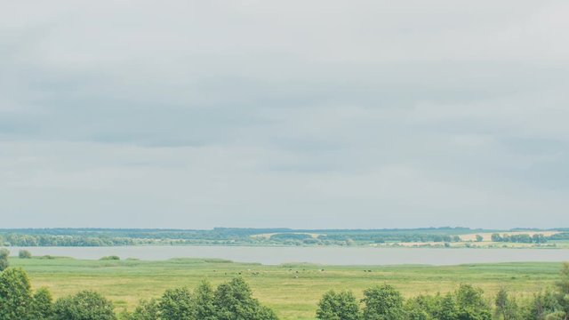 Cows grazing on a green field near big lake. Clouds Over the Green Field. Timelapse