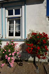 Fototapeta na wymiar rosa Rosen am Hochstamm, Circus - Rosenstadt Putbus auf Rügen