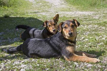 Kroatischer Strassenhund