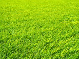 風のある青田風景