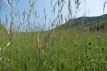 green nature in lower austria