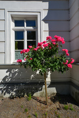 rosa Rosen am Hochstamm, Circus - Rosenstadt Putbus auf Rügen