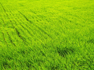 風のある青田風景