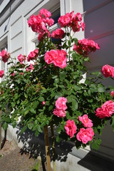 Fototapeta na wymiar rosa Rosen am Hochstamm, Circus - Rosenstadt Putbus auf Rügen
