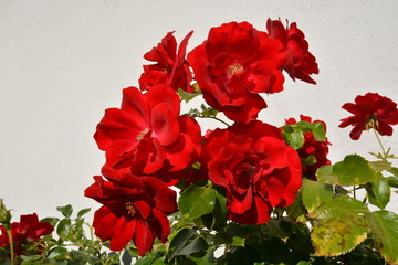 nostalgische, rote Rosen am Circus - Rosenstadt Putbus auf Rügen