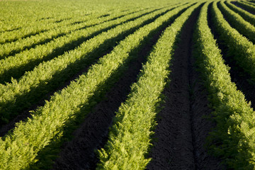 field of young fresh carrots