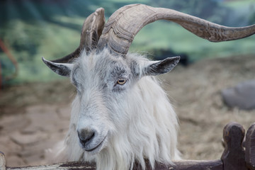 goat with large curved horns head