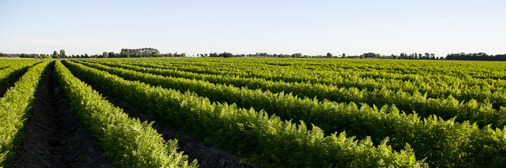 field of young fresh carrots