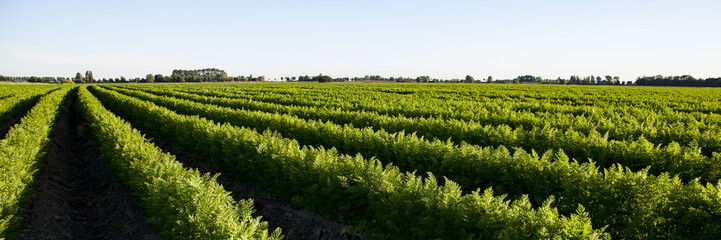 Fototapeta na wymiar field of young fresh carrots