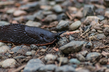 large slimy black slug