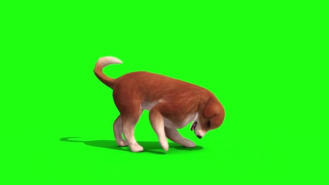 Brown Big Dog Snif Side Green Screen 3D Rendering Animation