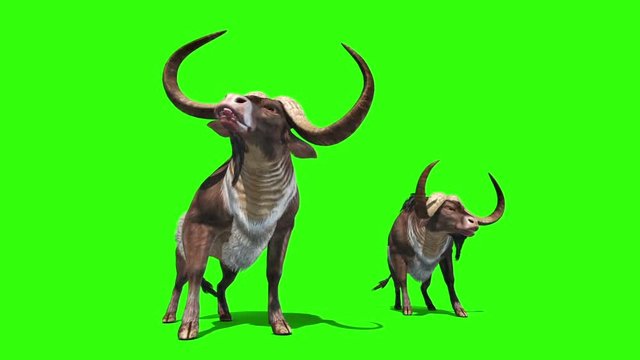 Buffalo Animals Horns Cam2 Green Screen 3D Rendering Animation