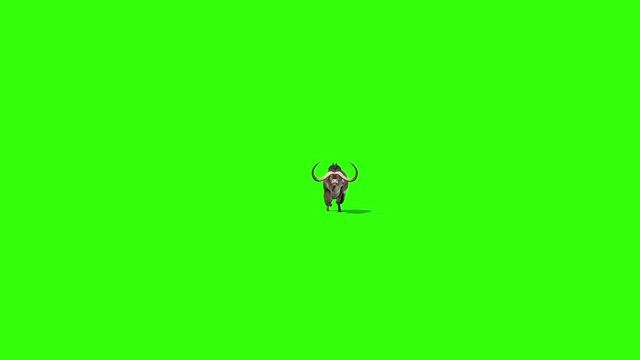 Buffalo Runs Front Animals Horns Green Screen 3D Rendering Animation