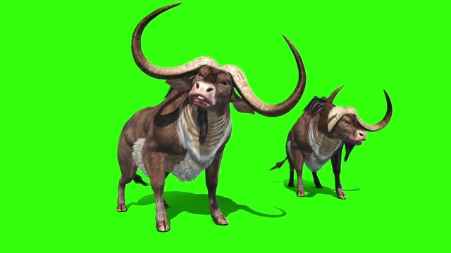 Buffalo Animals Horns Green Screen 3D Rendering Animation