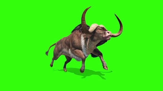 Buffalo Runs Loop Animals Horns Green Screen 3D Rendering Animation