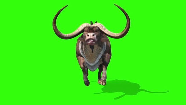 Buffalo Runs Loop Front Animals Horns Green Screen 3D Rendering Animation