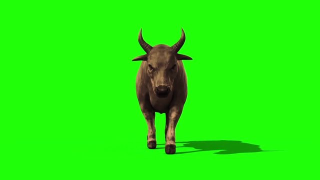 Bull Dark Hair Walkcycle Front Green Screen 3D Rendering Loop