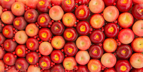 Naklejka na ściany i meble Red ripe apples and rowan berries. Background. Close-up.