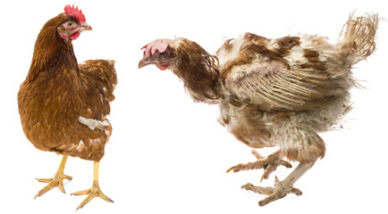 layers - hen from intensive  indoor farming - animal protection concept - the difference between free-range hen and hen from intensive breeding