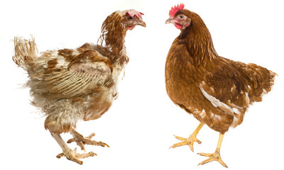 layers - hen from intensive  indoor farming - animal protection concept - the difference between free-range hen and hen from intensive breeding