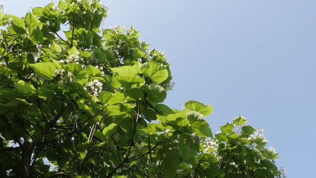 Flowers of Catalpa bignonioides and blue sky 4K video