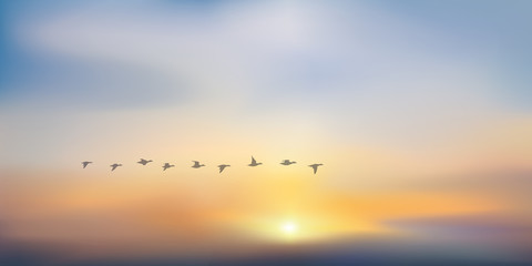 coucher de soleil - soleil couchant - lever de soleil - vol de canard - fond - ciel - soleil - beauté