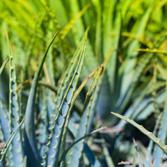 a green pattern of beautiful plants at the botanical garden