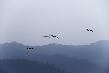 Pelicans (Pelecanus erythrorhynchos) fly over the lakes of southeastern Mexico and Central America. This region has a large area of rainforest and is a refuge for a lot of wildlife.
