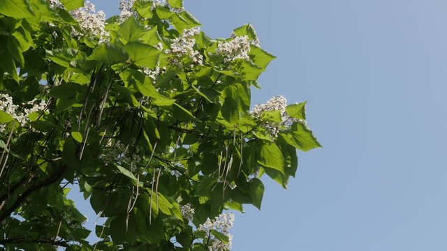 Green branches with flowers of Catalpa bignonioides 4K video