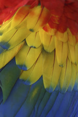 Fototapeta premium Red feathers of Scarlet macaw (Ara macao) in natural habitat. Macaws are native to rainforest of Central America and North America (only Mexico), South America, and formerly the Caribbean.