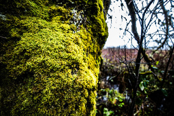 Obraz premium Mount St Helens