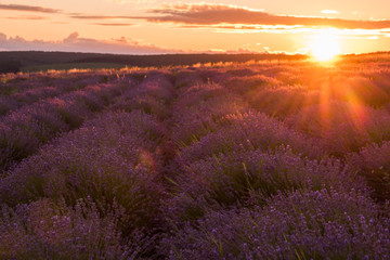 Naklejka premium A gentle pink sunset in a lavender field. Flowering of lavender. 