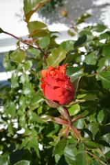 Rosenknospe - Rose Cherry Brandy - am Circus Rosenstadt Putbus