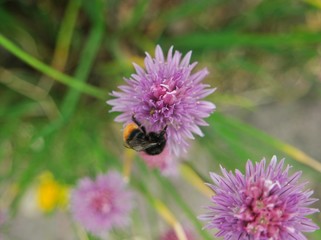 Bumblebee sitting on a violet flower