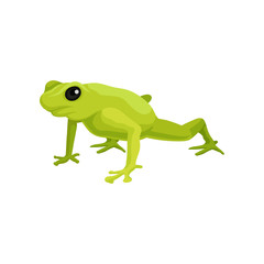 Green frog amphibian animal vector Illustration on a white background