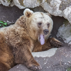 Brown bear yawning, portrait
