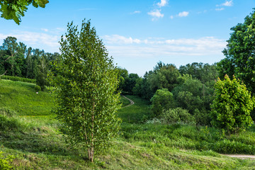 Fototapeta na wymiar Beautiful summer landscape - birches on a hillside