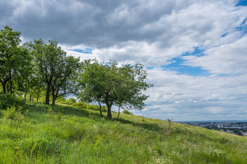 Beautiful dramatic landscape - a group of trees on a hill in the background of thunderclouds