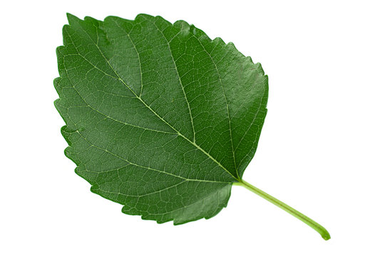 Mulberry leaf isolated